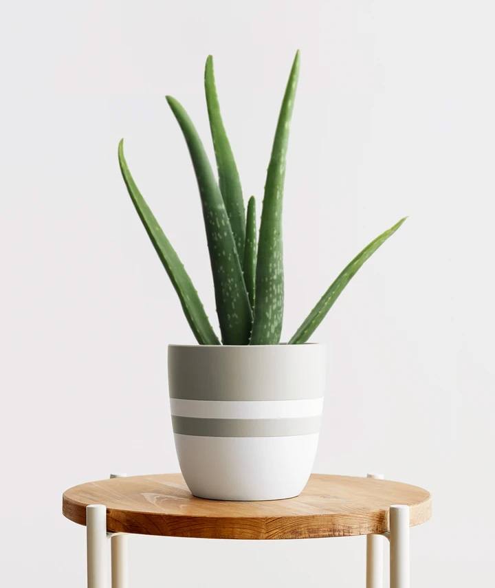 Aloe – Aloe Vera