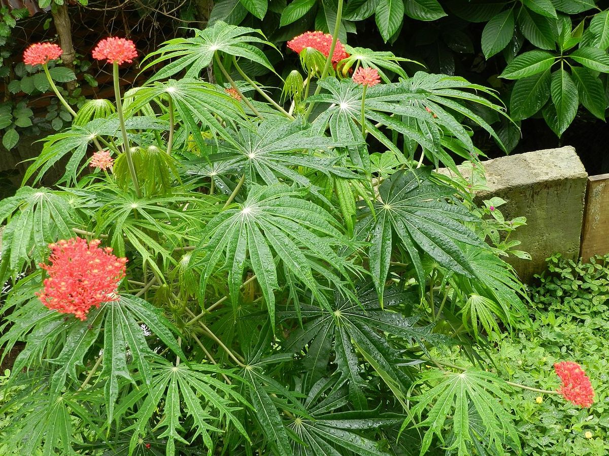 Coral Plant – Jatropha Multifida
