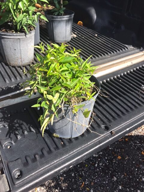 Corkystem Passionflower – Passiflora Suberosa