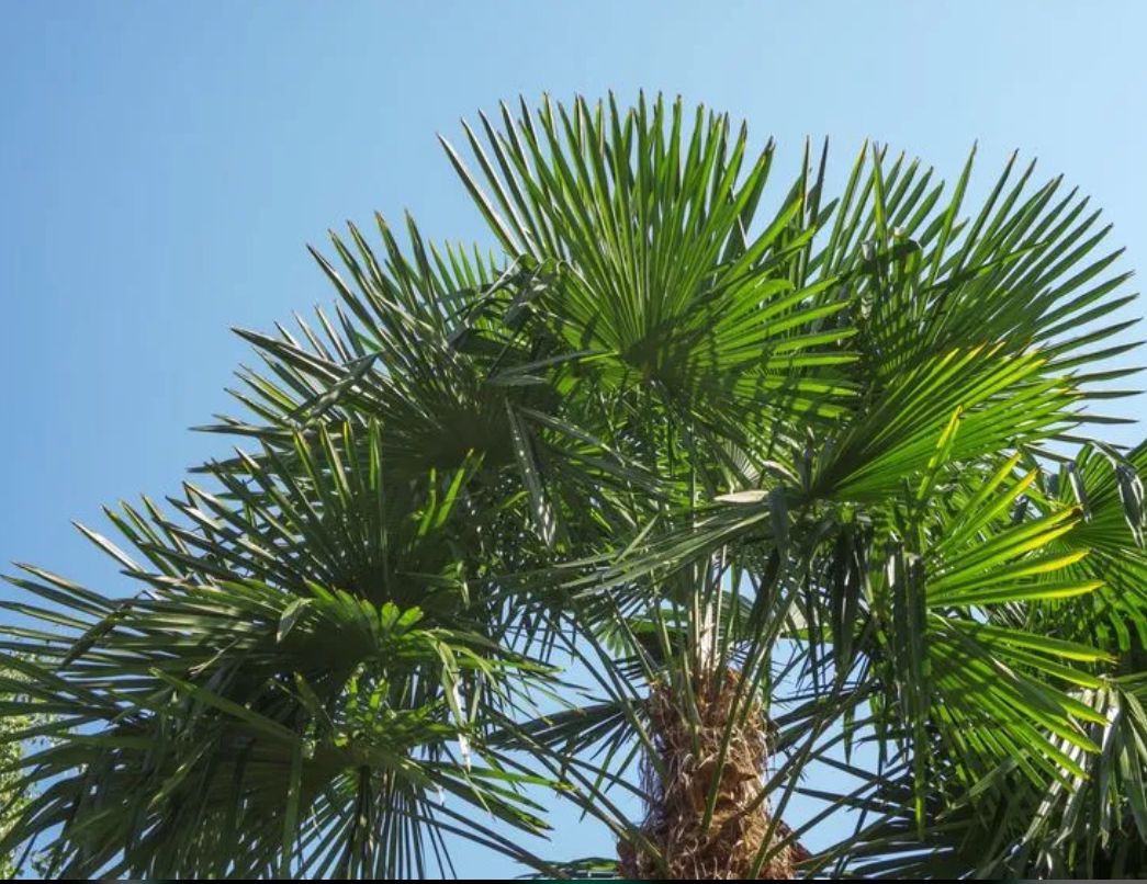 Everglades Palm, Paurotis Palm – Acoelorrhaphe Wrightii