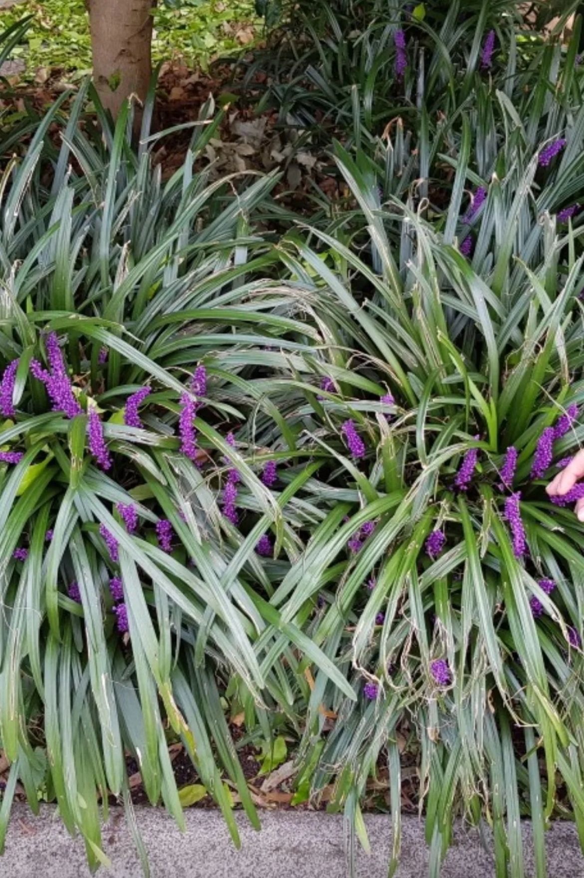 Lilyturf – Liriope Muscari ‘Evergreen Giant’