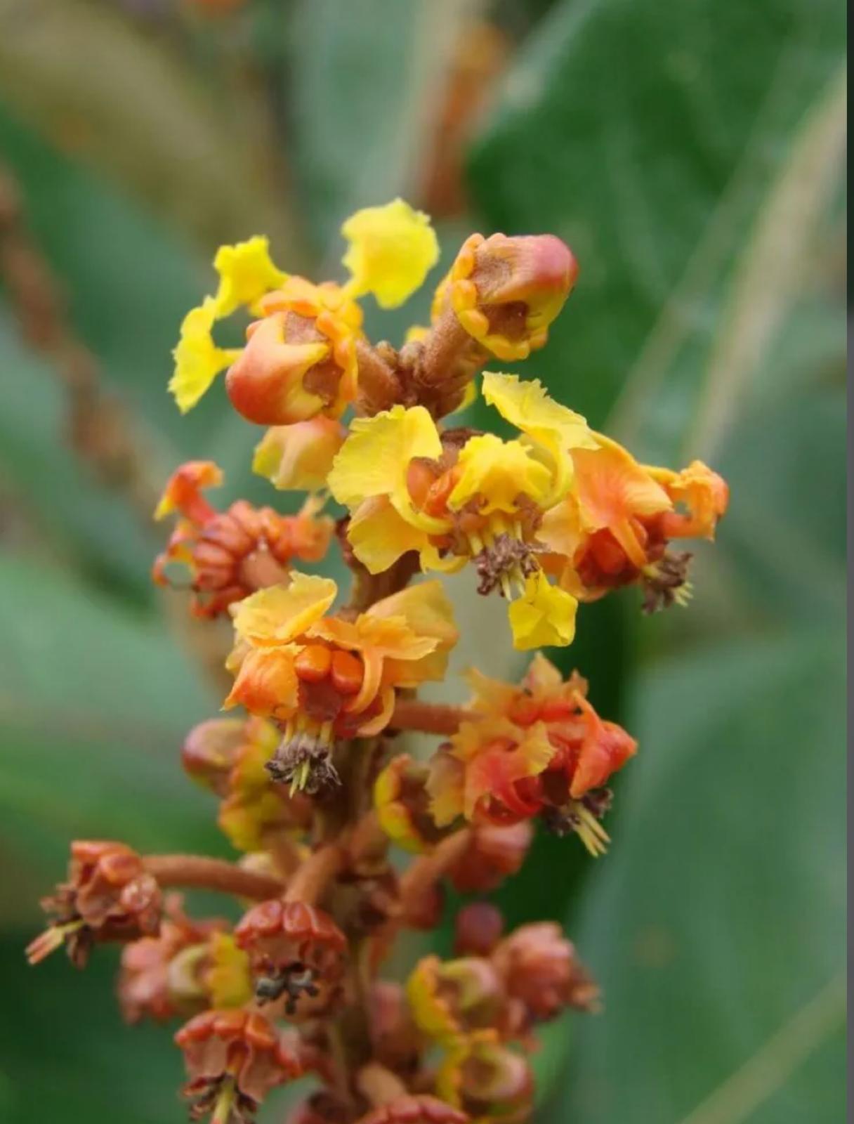 Locustberry – Byrsonima Lucida