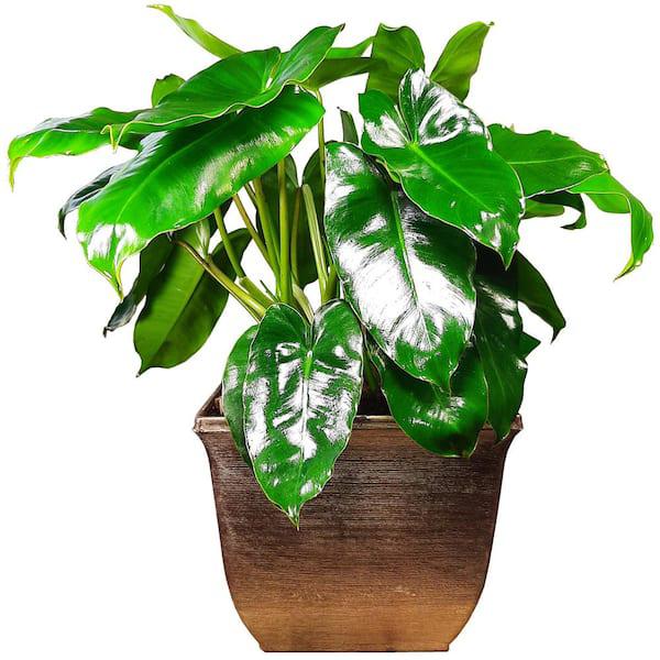 Philodendron Burle Marx – Philodendron ‘Burle Marx’
