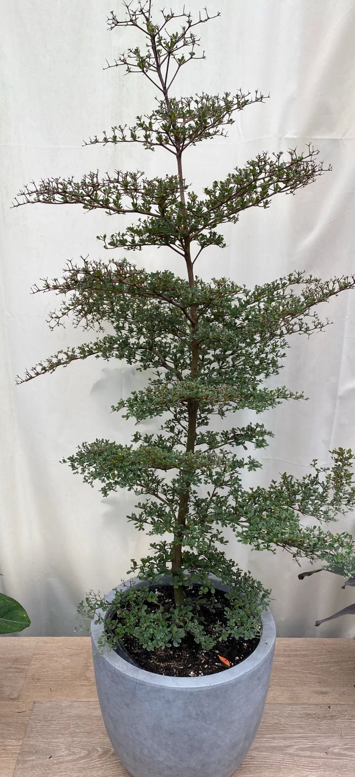 Spiny Black Olive – Bucida Spinosa