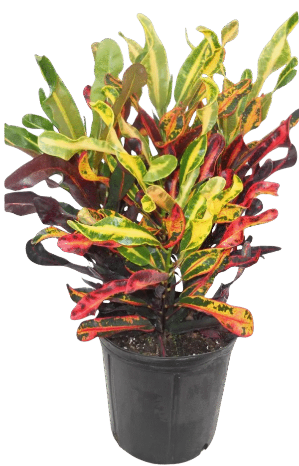 Croton – Codiaeum Variegatum ‘Mammey’
