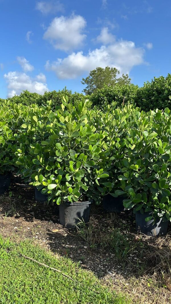 Small Leaf Clusia – Clusia Guttifera