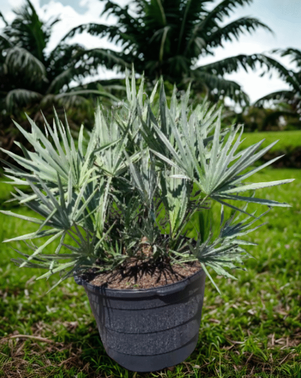 Silver Saw Palmetto – Serenoa Repens ‘Cinerea’