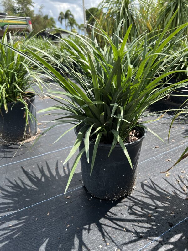 Lilyturf – Liriope Muscari ‘Evergreen Giant’