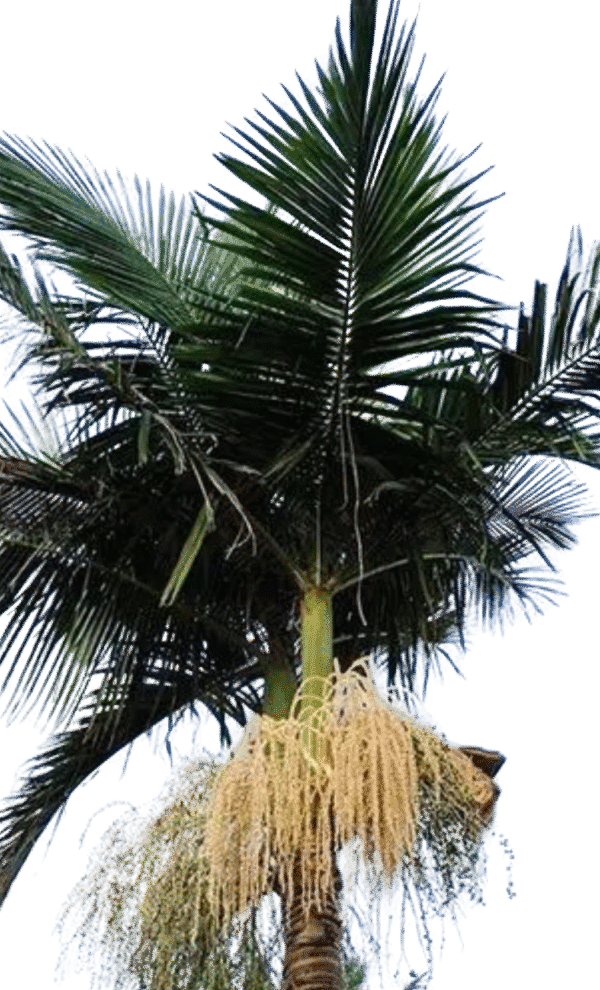 Royal Palm, Florida Royal Palm – Roystonea Regia - Image 2