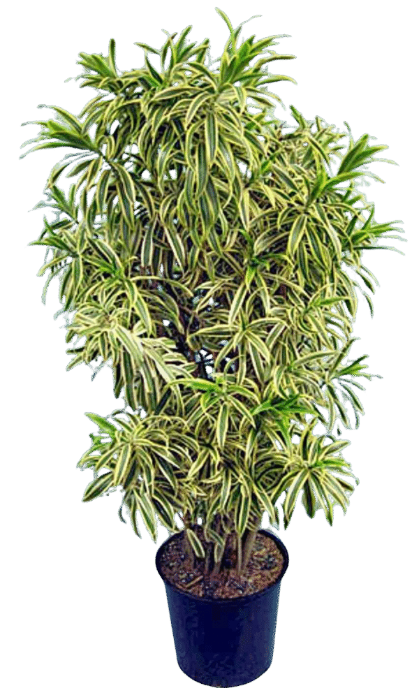 Pleomele – Dracaena Reflexa ‘Song Of India’ - Image 2