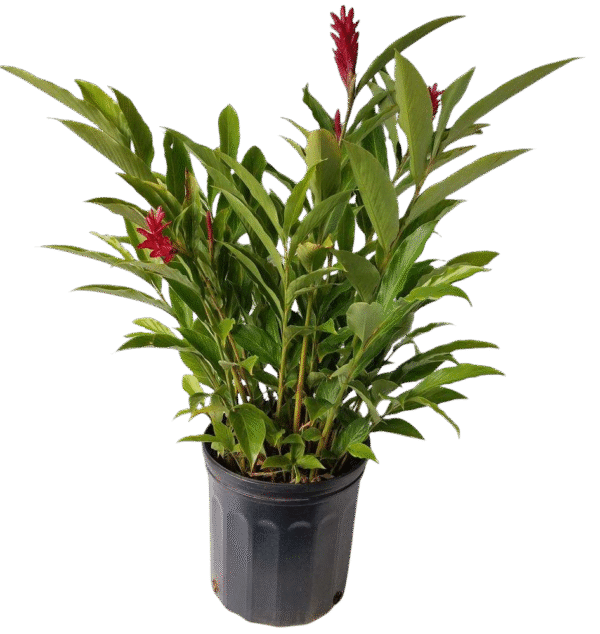 Red Ginger – Alpinia Purpurata - Image 2