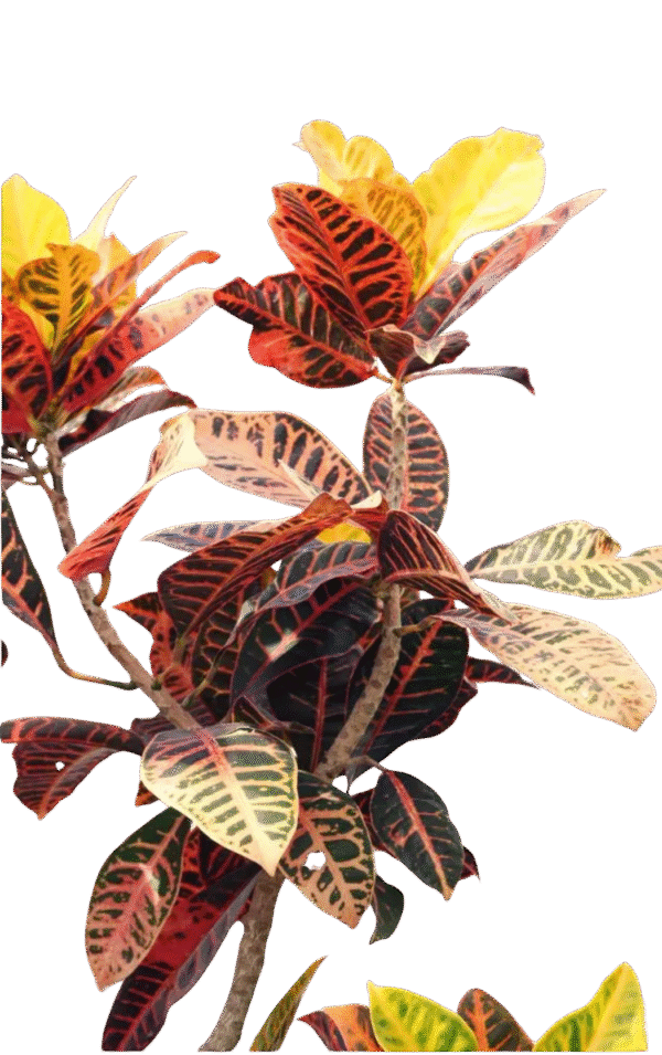 Croton – Codiaeum Variegatum ‘Zanzibar’ - Image 3