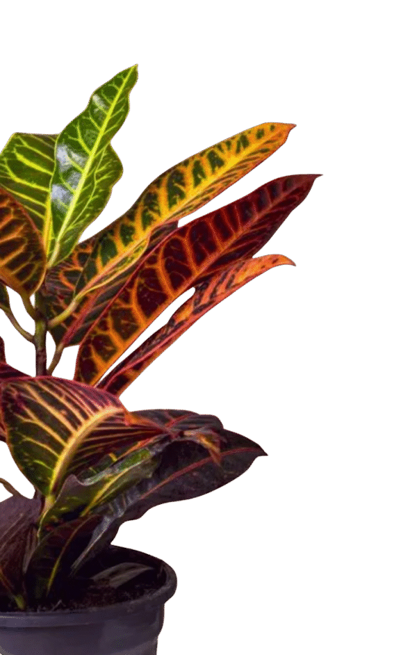 Croton – Codiaeum Variegatum ‘Zanzibar’ - Image 2