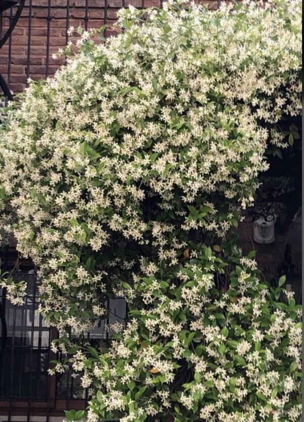 Star Jasmine (Trachelospermum) - Image 2