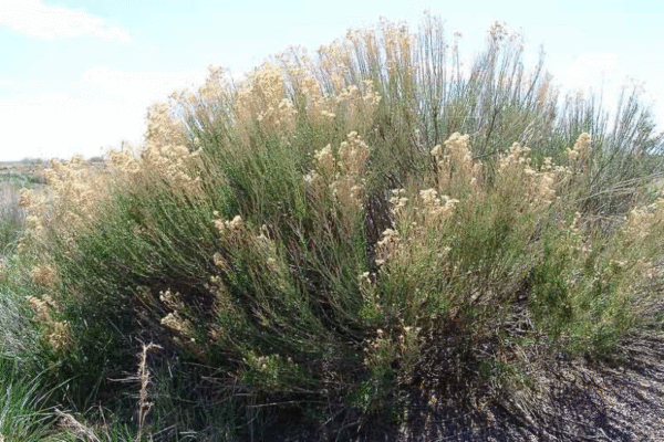 BACCHARIS SAROTHROIDES (DESERT BROOM) - Image 2