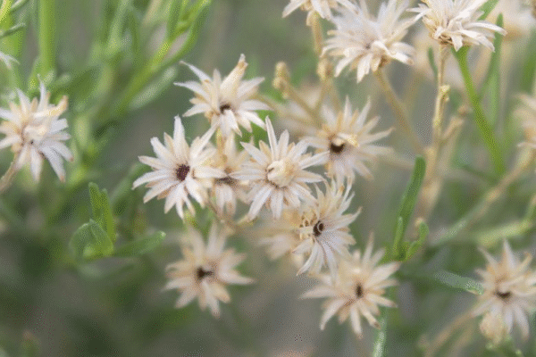 BACCHARIS SAROTHROIDES (DESERT BROOM)