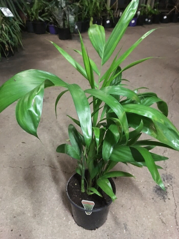 Bamboo Palm – Chamaedorea Seifrizii