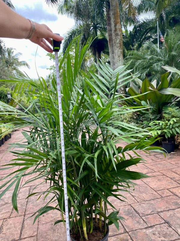Bamboo Palm – Chamaedorea Seifrizii - Image 3