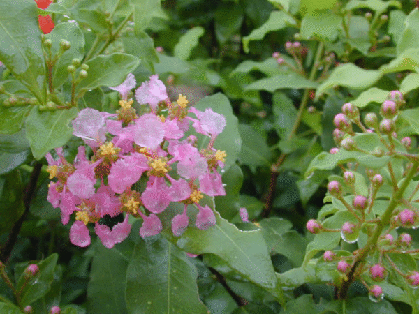 Barbados Cherry – Malpighia Glabra - Image 3