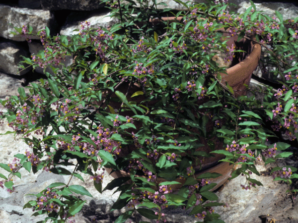 Barbados Cherry – Malpighia Glabra - Image 2