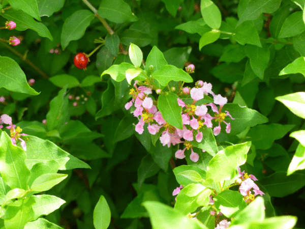 Barbados Cherry – Malpighia Glabra