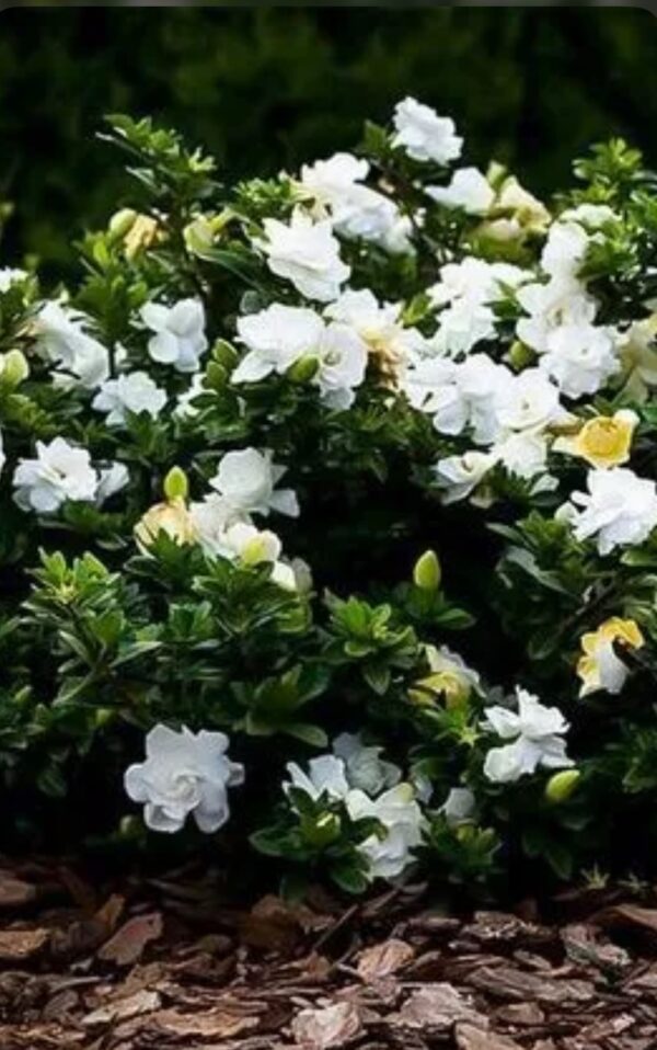 Cape Jasmine, Gandharaj, Gardenia Augusta – Gardenia Jasminoides ‘Miami Supreme’