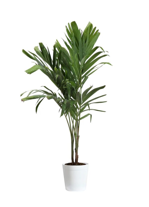 Christmas Tree - Image 2