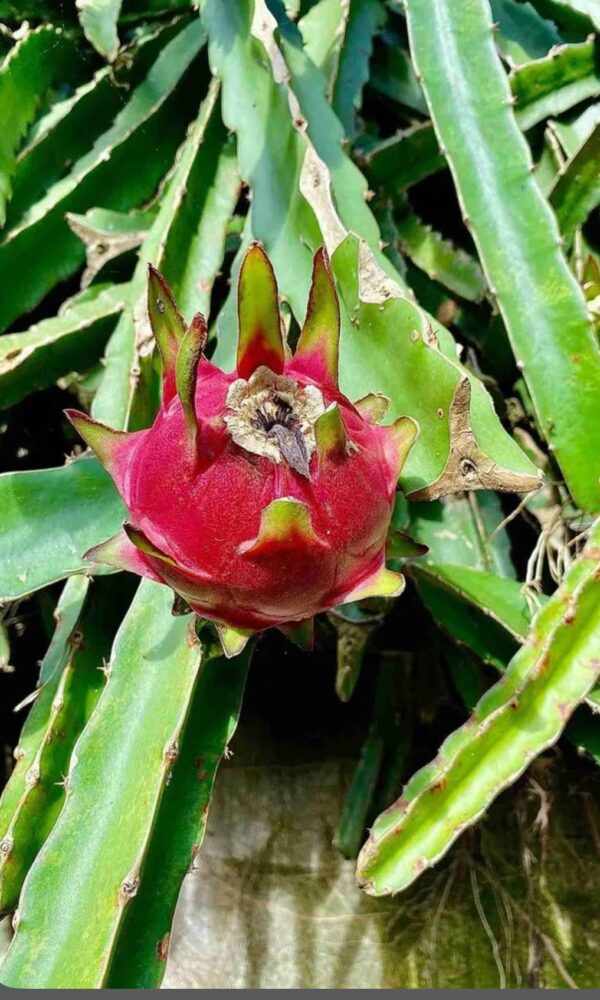 Dragon Fruit (Selenicereus Undatus)