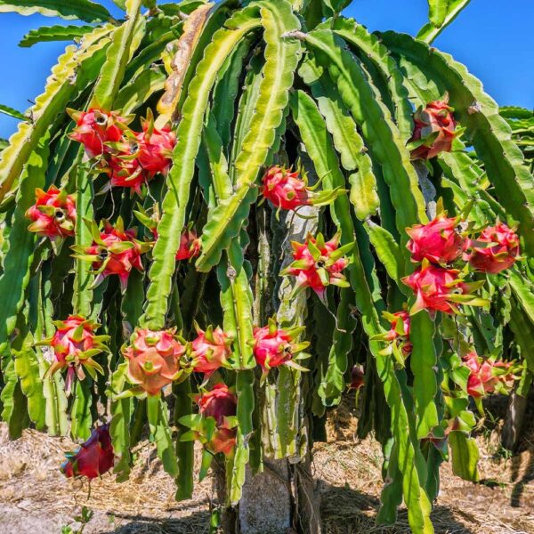 Dragon Fruit (Selenicereus Undatus) - Image 2