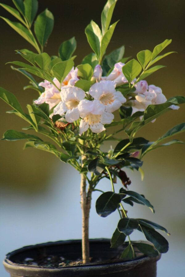 Dwarf Tree Jasmine, Peep Thong – Radermachera ‘Kunming’