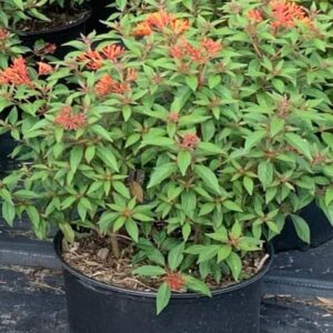 Firebush – Hamelia Patens