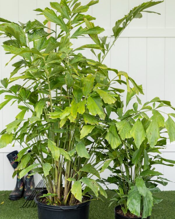 Fishtail Palm – Caryota Mitis