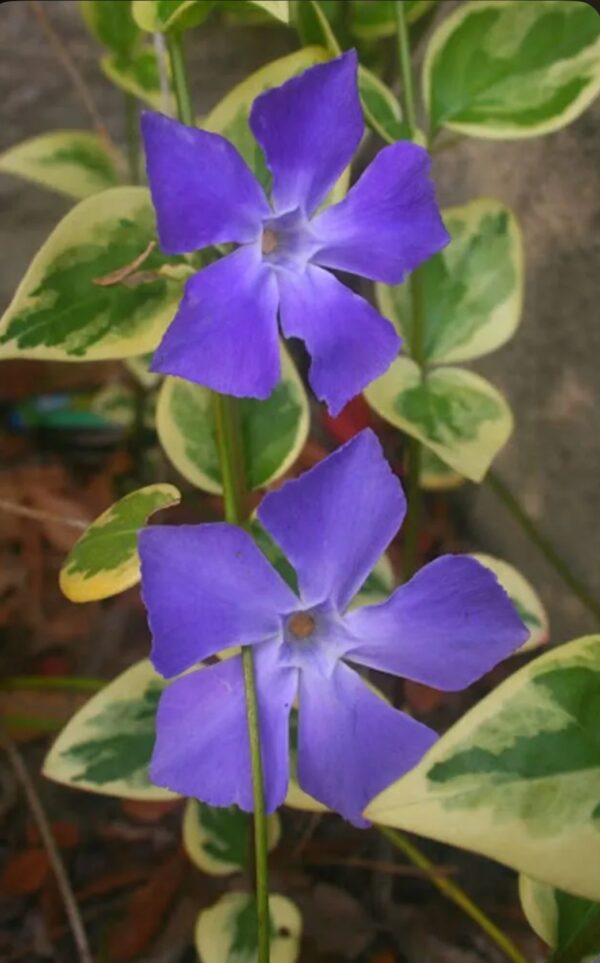 Greater periwinkle -  Vinca Plants Variegata - Image 3