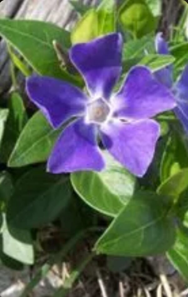Greater periwinkle -  Vinca Plants Variegata