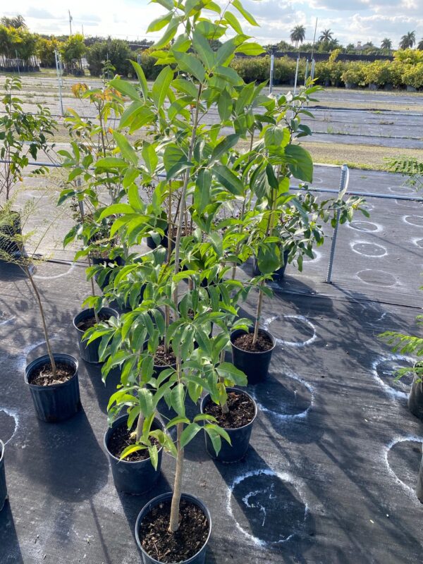 Gumbo-Limbo – Bursera Simaruba - Image 2