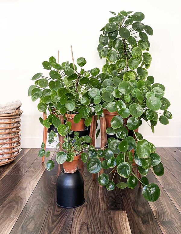Chinese Missionary Plant, Chinese Money Plant – Pilea Peperomioides