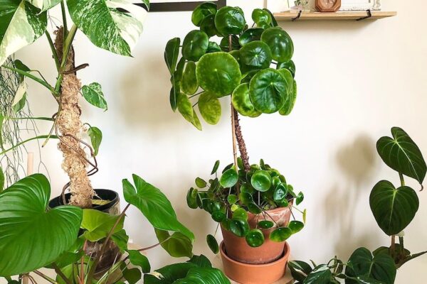 Chinese Missionary Plant, Chinese Money Plant – Pilea Peperomioides - Image 2