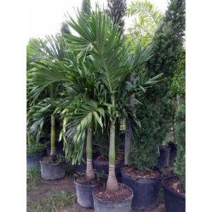 Cristmas Palm - Adonidia merrillii