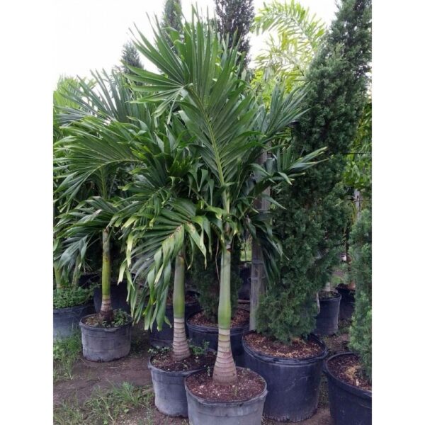 Cristmas Palm - Adonidia merrillii