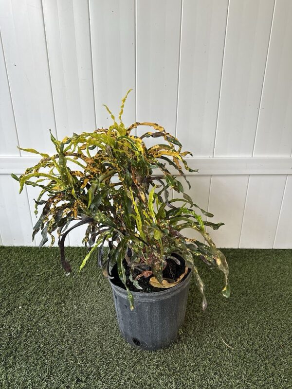 Croton – Codiaeum Variegatum ‘Dreadlocks’ - Image 2