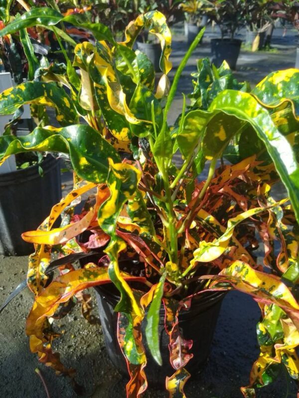 Croton – Codiaeum Variegatum ‘Dreadlocks’