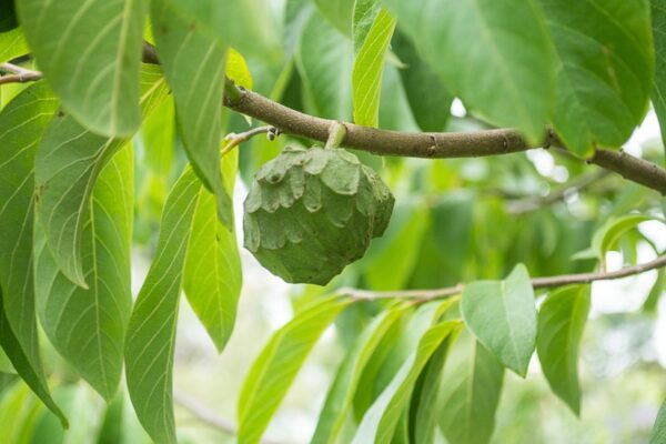 Custard Apple – Annona Cherimola - Image 2