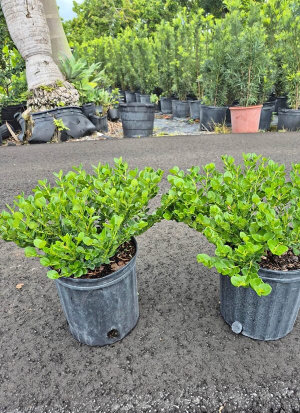 Natal Plum, Carissa Grandiflora – Carissa Macrocarpa ‘Emerald Blanket’