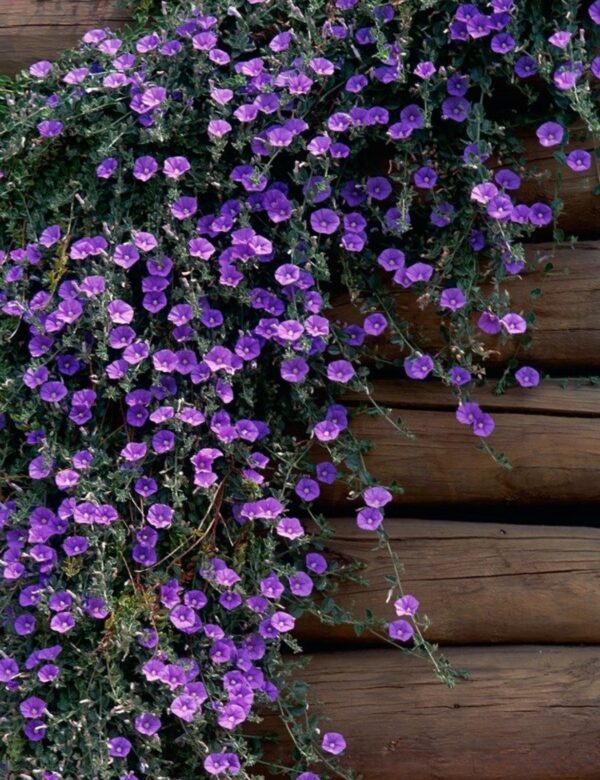 Plants to Love: Spanish Shawl (Heterocentron elegans) - Image 2