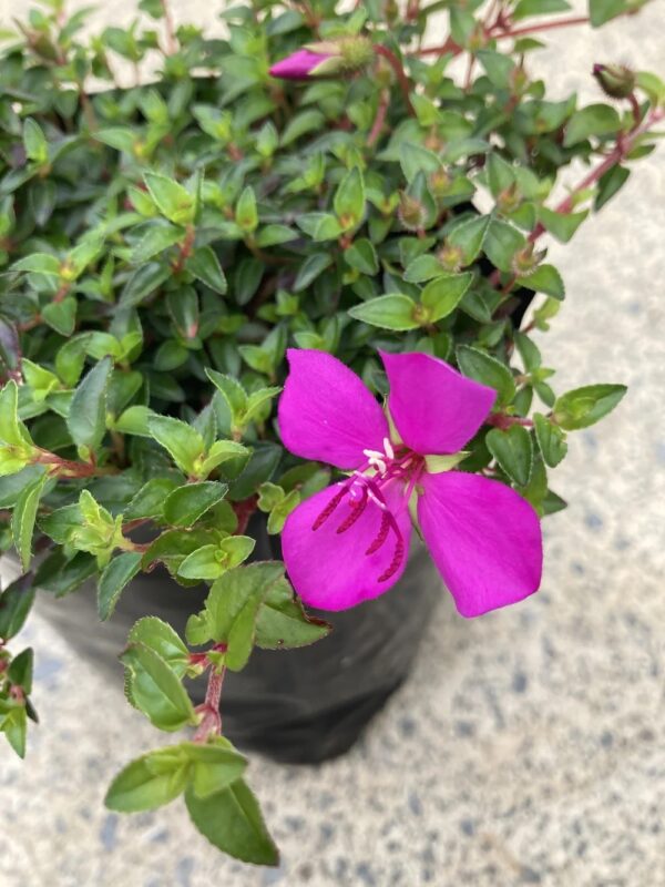 Plants to Love: Spanish Shawl (Heterocentron elegans)