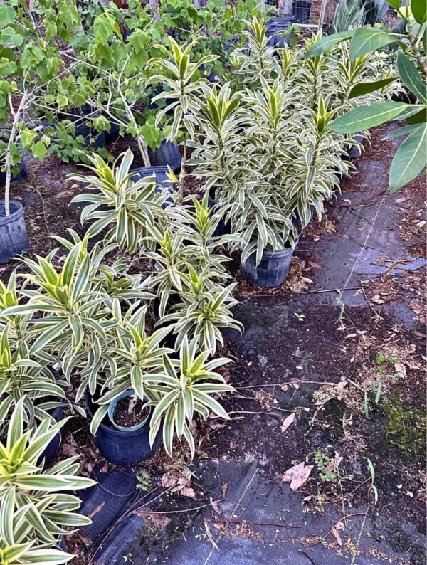Pleomele – Dracaena Reflexa ‘Song Of India’