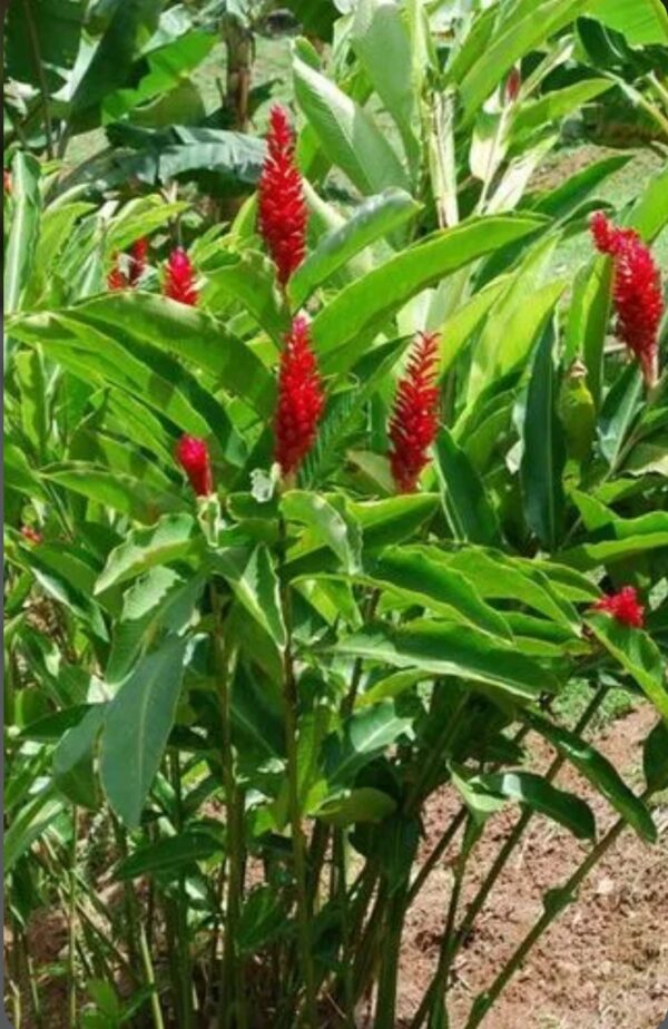 Red Ginger – Alpinia Purpurata - Image 3