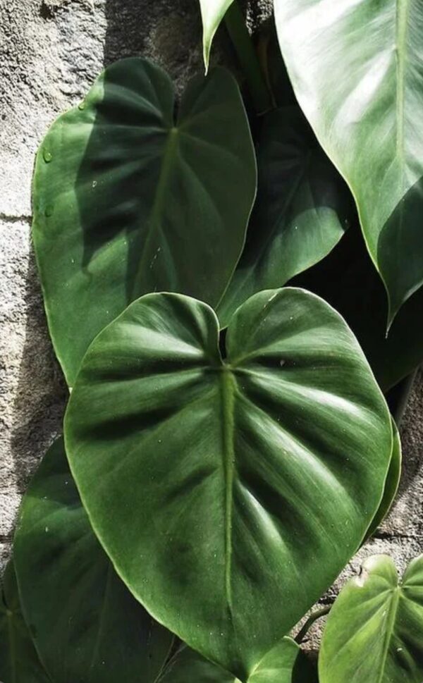Philodendron Micans – Philodendron Micans - Image 3