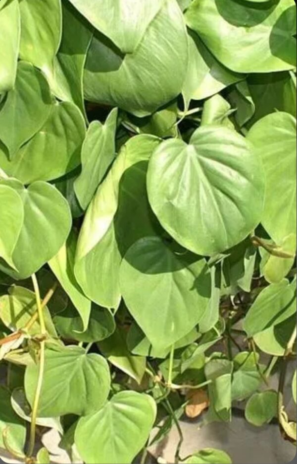 Philodendron Micans – Philodendron Micans