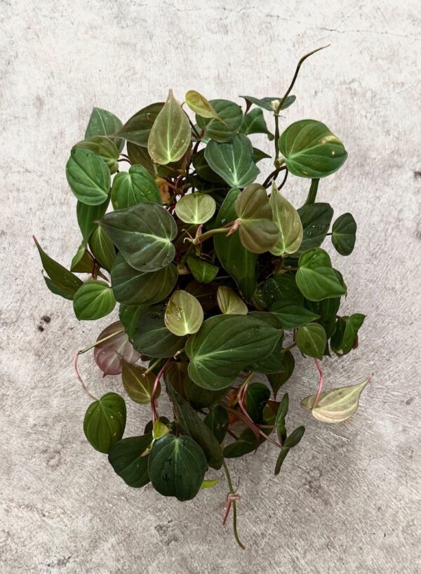 Philodendron Micans – Philodendron Micans - Image 2